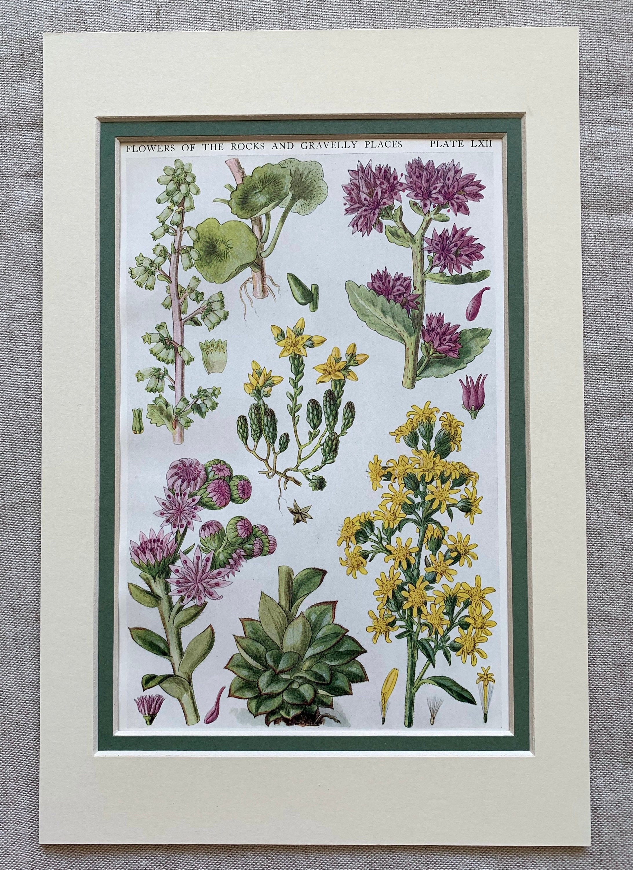 british wild flowers in relation to ‥ File:British wild flowers (1876.) (20410370162).jpg