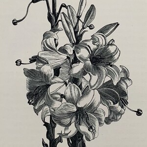 1935 Original Vintage Clare Leighton Wood Engraving Lilies Botanical Print - Mounted & Matted In A Choice Of Colours- 8 x 8&quot;