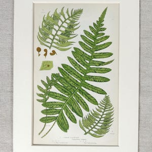 Op de afbeelding: Een vintage botanische illustratie van een varen, Polypodium vulgare, met gedetailleerde tekeningen van de bladeren en sporen van de plant. De illustratie is in tinten groen en bruin, met de wetenschappelijke naam en variëteit eronder vermeld.