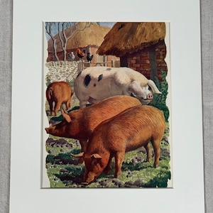 1949 Original Vintage Charles Tunni Cliffe Farming Sows Schweine Druck - montiert und mattiert in einer Auswahl von Farben - 30,5 x 25,5 cm