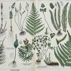 1887年オリジナルアンティーク植物彫刻シダ植物 - 16 x 12インチ