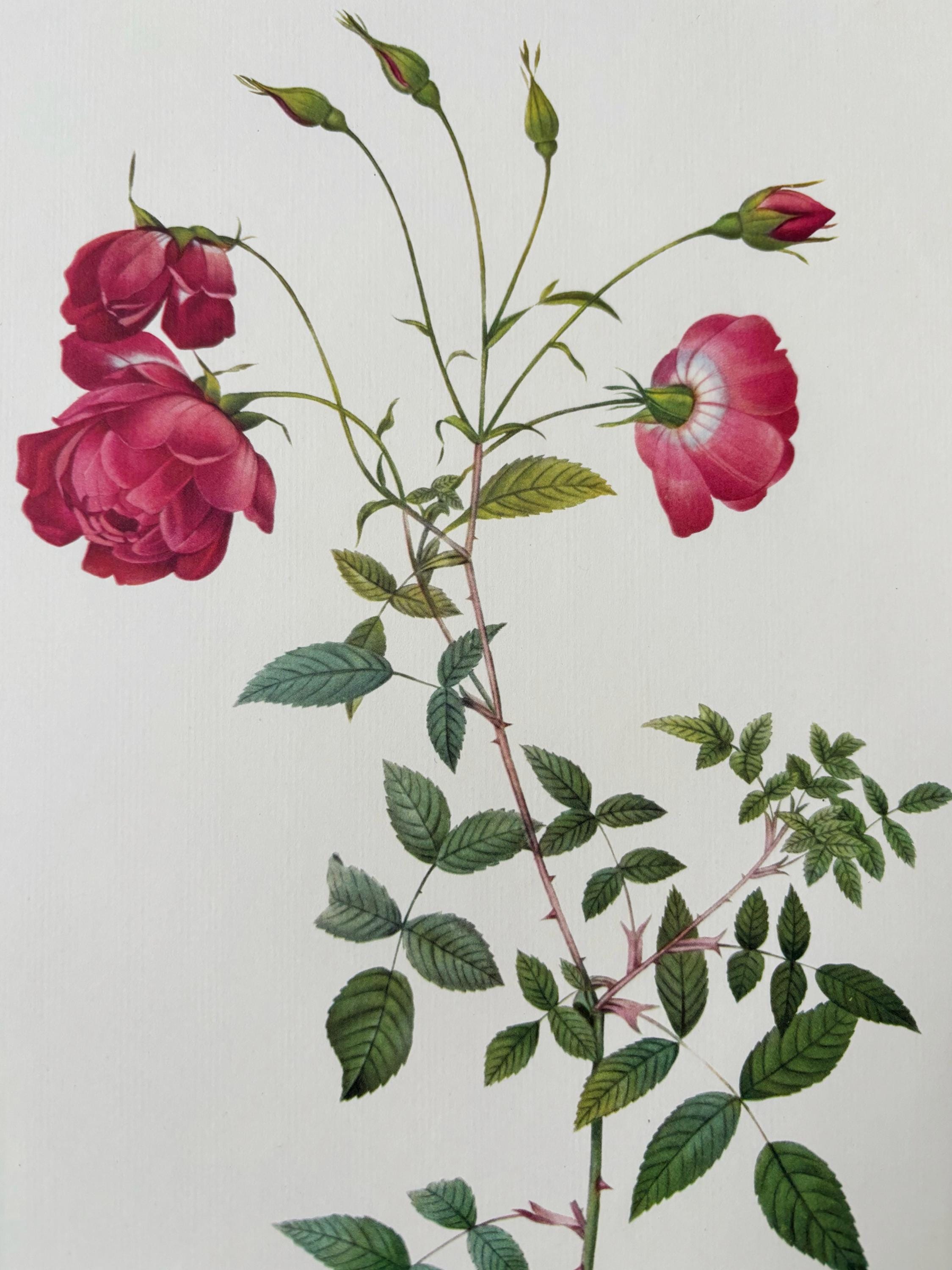Large 1954 Original Vintage Botanical P. J. Redoute Rose Print
