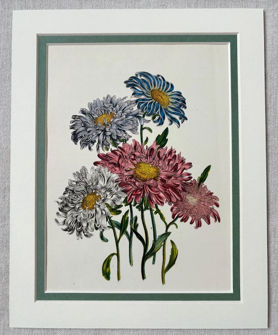 1948年オリジナルヴィンテージ植物花リトグラフプリント