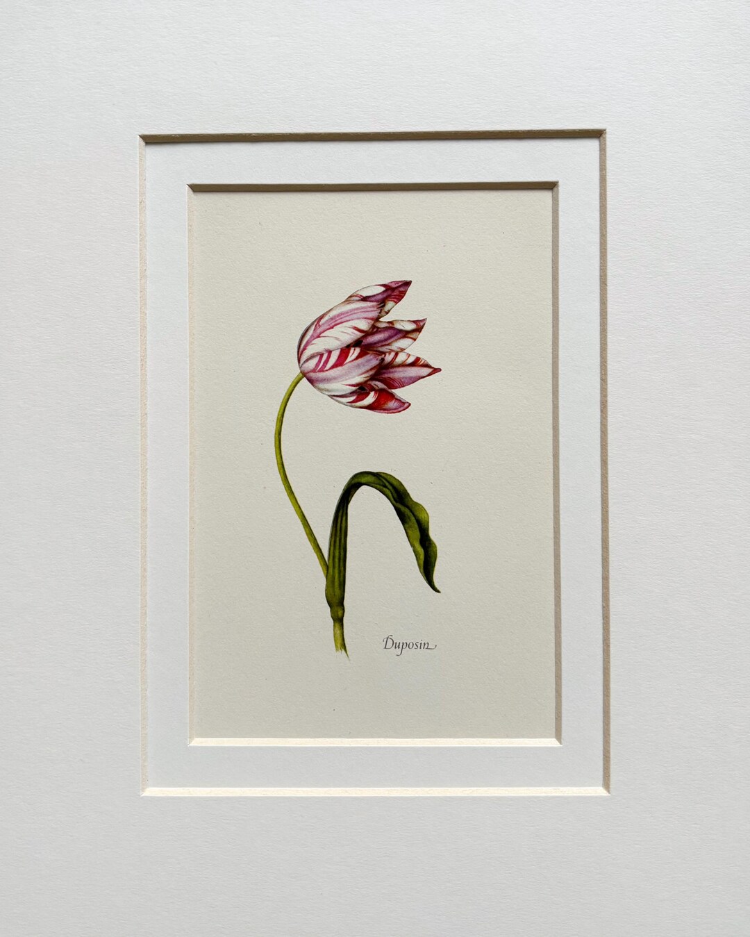Original Vintage 1950 Duposin Tulip Flower Print - Double Mounted
