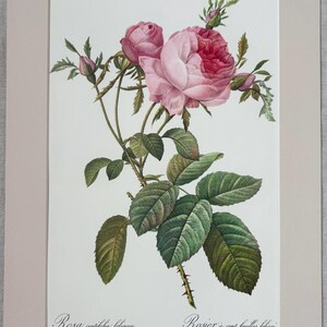 1954 Original Vintage Botanical P. J. Redoute Rose Print - Mounted & Matted In A Choice Of Colours - 16 x 12 Inches - Available Framed