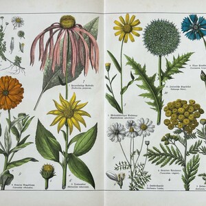 1887年オリジナルアンティーク植物彫刻 - 16 x 12インチ