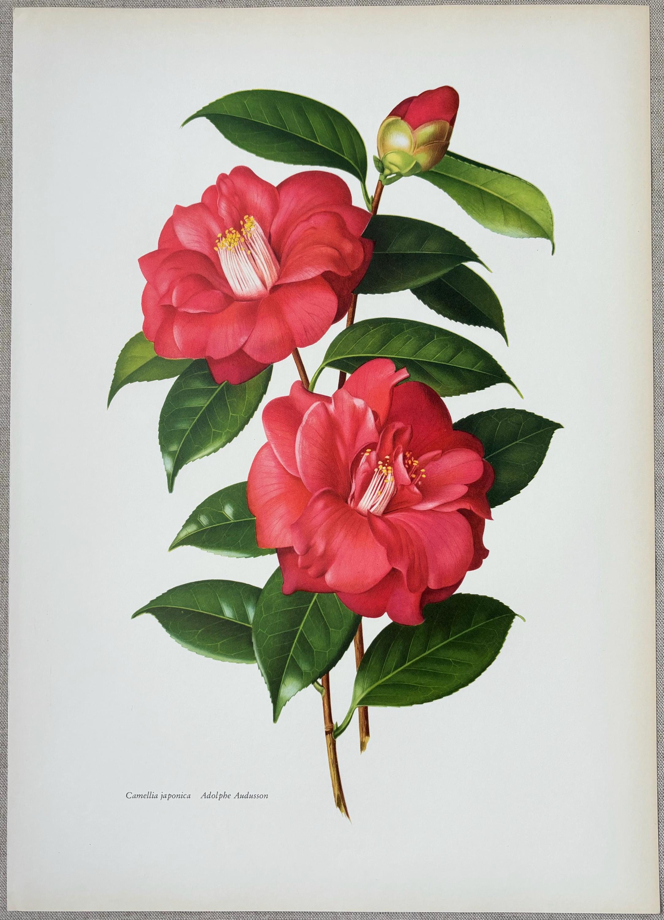 1956 Original Vintage Large Camellia Print - Japonica Adolphe Audusson - 18  X 12.75 Inches - Etsy