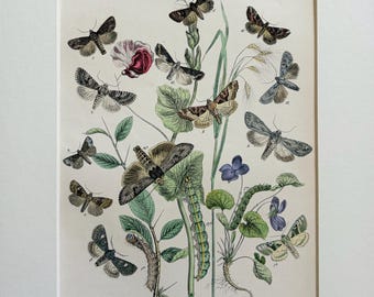 Grabado original del siglo XIX de mariposas y polillas lepidópteras - Disponible montado y con paspartú en varios colores - 12 x 10 pulgadas