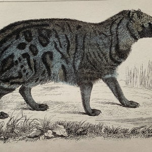 Circa 1850 Original Antique Natural History Hand Coloured Engraving Print Of A Civet Mounted & Matted In A Choice Of Colours