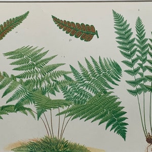 Circa 1880 Original Antique Chromolithograph Print Of Ferns Mounted And Matted In A Choice Of Colours Ready To Frame - 12 x 10&quot;