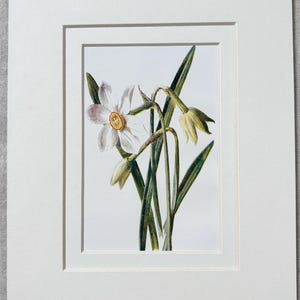 1907 - Vintage Botanical Garden Flower Print - Daffodil - Available Mounted and Matted In A Choice Of Colours - 10 x 8 Inches