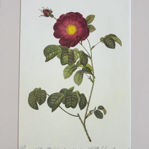 1954 Original Vintage Botanical P. J. Redoute Rose Print - Mounted & Matted In A Choice Of Colours - 16 x 12 Inches