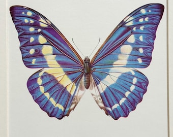 Morpho Cypris Peru (PE) - BIG Unmounted Tropical Specimen