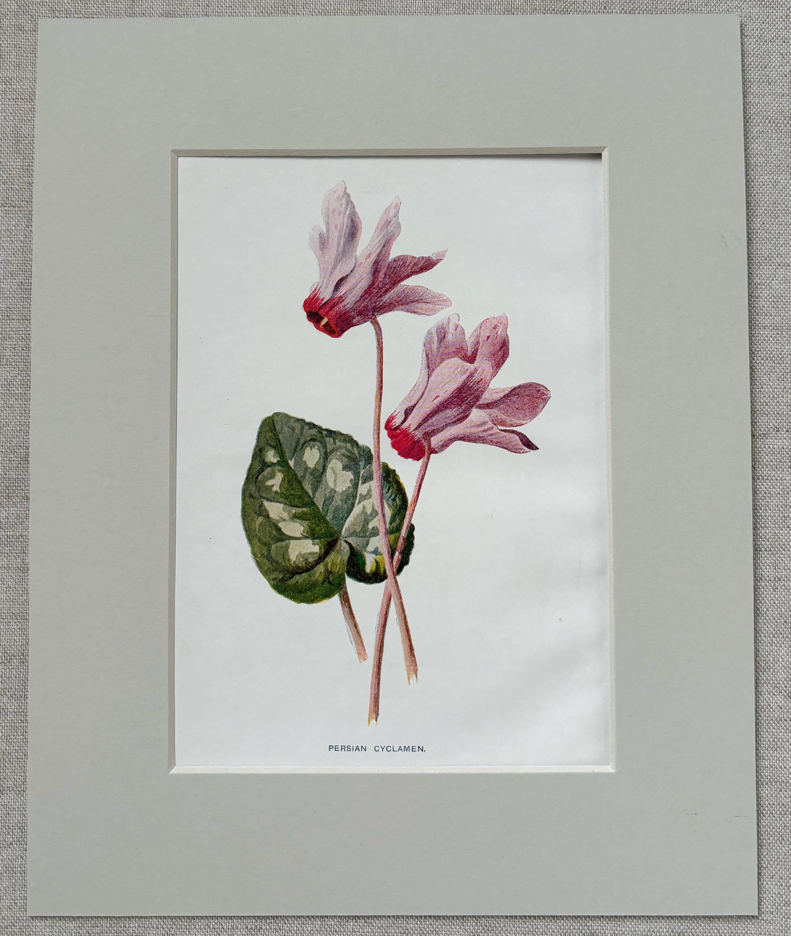1910 Vintage Botanical Garden Flower Print - Persian Cyclamen