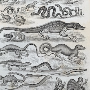 1872 Original Antique Lithograph Engraving Print - Reptiles - Mounted & Matted In A Choice Of Colours Ready To Frame - 12 x 8&quot;