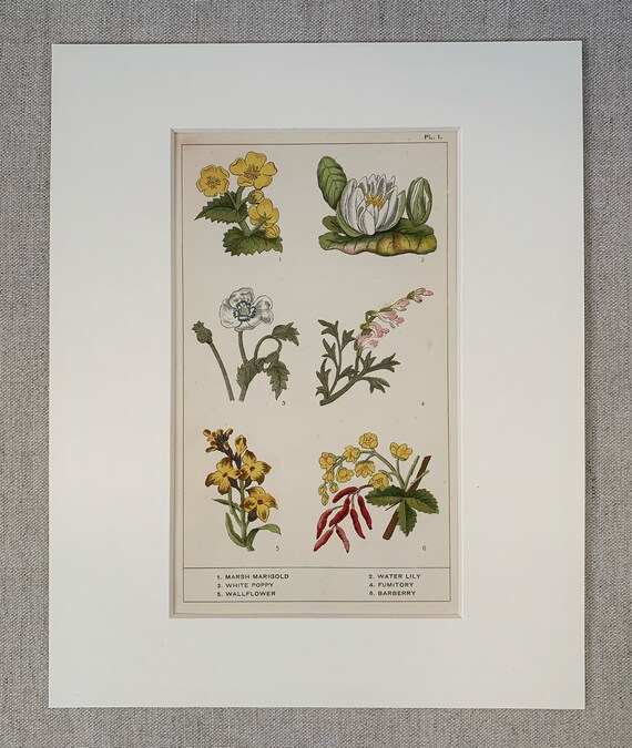 vintage⌇classic flower OP Circa 1870 Original Antique Botanical Wild Flower Lithograph