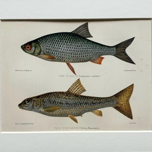 May include: A framed vintage print showing two detailed fish illustrations. The top fish, labelled "The Roach," is grey and black with red details. The bottom fish, "The Gudgeon," is brown and gold. The print is mounted on a white mount.
