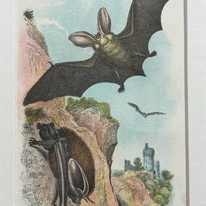 May include: An antique print featuring bats in flight and perched on a rocky cliffside. The illustration showcases a large bat with outstretched wings, a bat clinging to the rock, and a smaller bat in the distance. The artwork is framed.