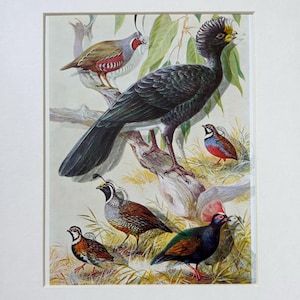 Original Vintage Lithograph Bird Print - Quail - Mounted And Matted In Black Or White Ready To Frame  - 12 x 10 Inches