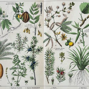 1887年オリジナルアンティーク植物彫刻 - 16 x 12インチ