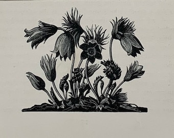 1935 Original Vintage Clare Leighton Wood Engraving 'Anemone Pulsatilla' Botanical Flower Print - Double Mounted & Matted - 10 x 8"