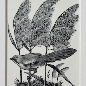1937 Original Vintage Charles Tunnistift Holzgravur Vogeldruck - Bartmeise - Doppelt montiert und verfilzt - 20 x 15 cm