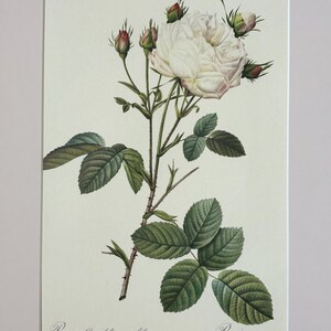 1954 Original Vintage Botanical P. J. Redoute Rose Print - Mounted & Matted In A Choice Of Colours - 16 x 12 Inches