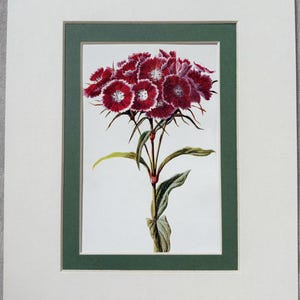 1907 - Impressão de flor vintage de jardim botânico - Sweet William - Disponível montada e com tapete em uma escolha de cores - 10 x 8 polegadas