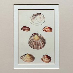 May include: A framed print showcasing six detailed illustrations of seashells. The shells vary in size, shape, and colour, with shades of brown, red, and yellow. The artwork is set against a neutral background, enhancing the intricate details of each shell.