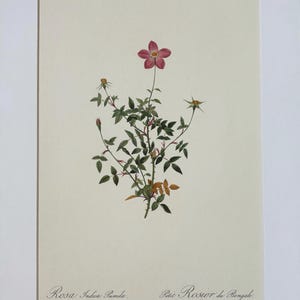 1954 Original Vintage Botanical P. J. Redoute Rose Print - Mounted & Matted In A Choice Of Colours - 16 x 12 Inches