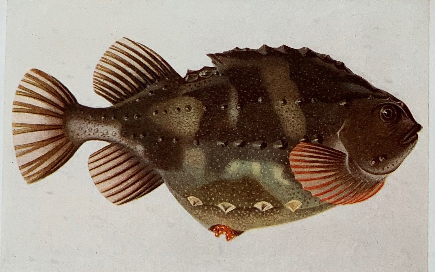 Fish 1925 1925 Original Antique Natural History Chromolithograph Print Lumpsucker ...