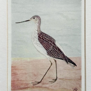 Original Antique British Bird Print - Greenshank - Available Double Mounted & Matted In A Choice Of Colours - 10 x 8 Inches
