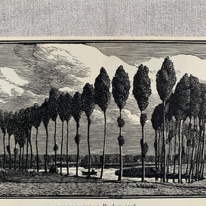 1951 Original Vintage Wood Engraving Print - Poplars, Gwendolen Raverat, 1916 - 7 x 3.75 Inches