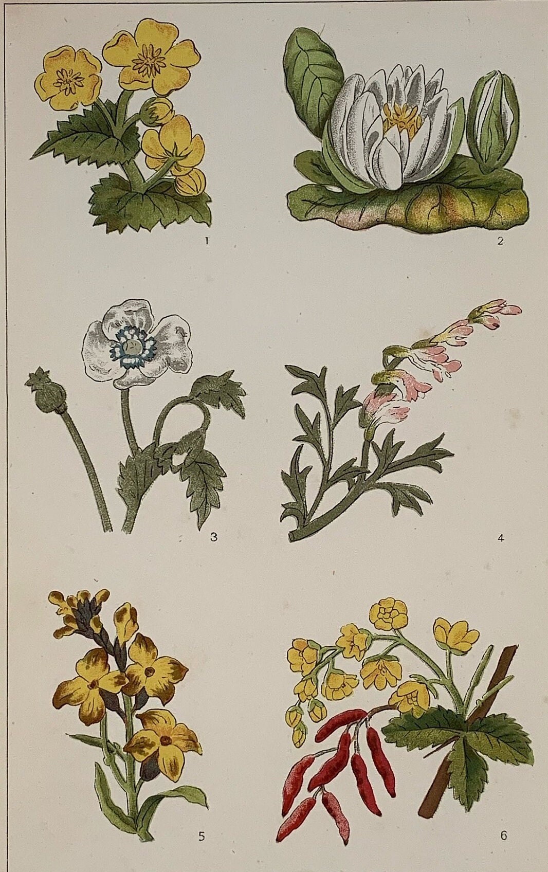 vintage⌇classic flower OP Circa 1870 Original Antique Botanical Wild Flower Lithograph