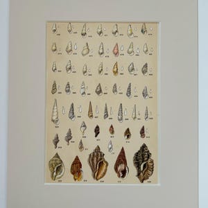 May include: A vintage illustration of a collection of seashells. The shells are arranged in rows and labelled with numbers. The illustration is on a cream-coloured background.