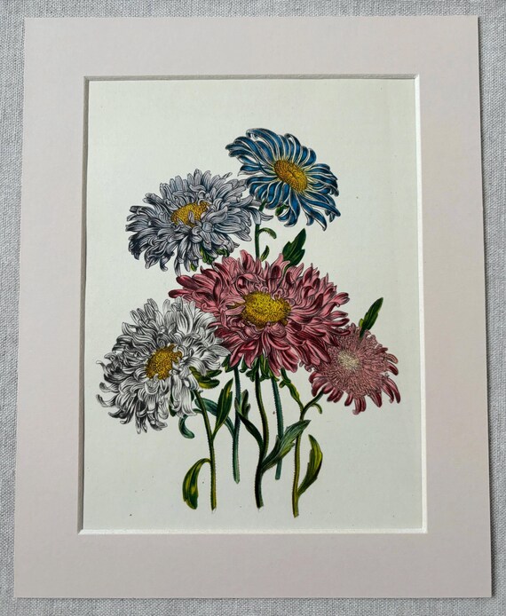 日本画 花の絵 版画　昭和レトロ　アンティーク NO.480】A4☆桜の花日本画アートポスター和柄和モダン大正ロマン