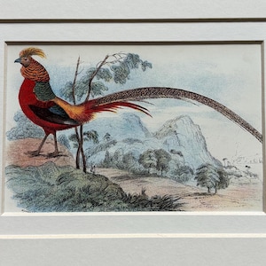 Può includere: Stampa incorniciata di un fagiano con piumaggio rosso, giallo e verde, e una lunga coda curva. Lo sfondo presenta un paesaggio con montagne e alberi, in colori tenui.