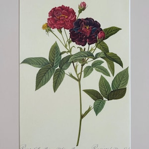 1954 Original Vintage Botanical P. J. Redoute Rose Print - Mounted & Matted In A Choice Of Colours - 16 x 12 Inches