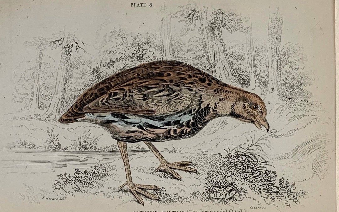 Webervögel. Lithografie von 1890 main image 1