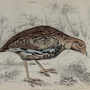 1860 Original Antique Hand Coloured Coromandel Quail Bird Print Lithograph Engraving, Mounted & Matted - 10 x 8&quot; Or 8 x 6&quot;