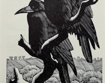 Original Vintage Tunnistift Holzgravur Vogeldruck, 1937 - Saatkrähen - Doppelt montiert & mattiert in verschiedenen Farben - 10 x 8 Zoll