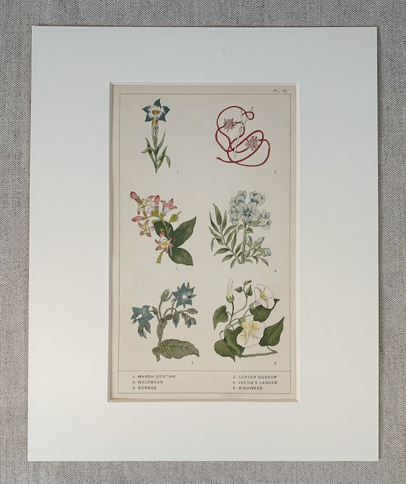 Circa 1870 Original Antique Botanical Wild Flower Lithograph