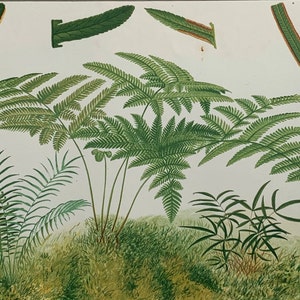 Circa 1880 Original Antique Chromolithograph Print Of Ferns Mounted And Matted In A Choice Of Colours Ready To Frame - 12 x 10&quot;