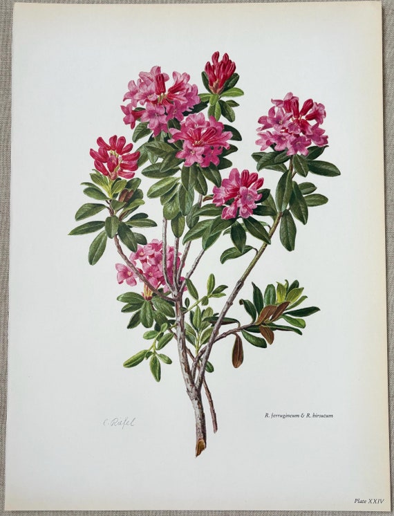 1962 Original Vintage Large Rhododendron Print - Ferrugineum & Hirsutum -  16 x 11.5 Inches