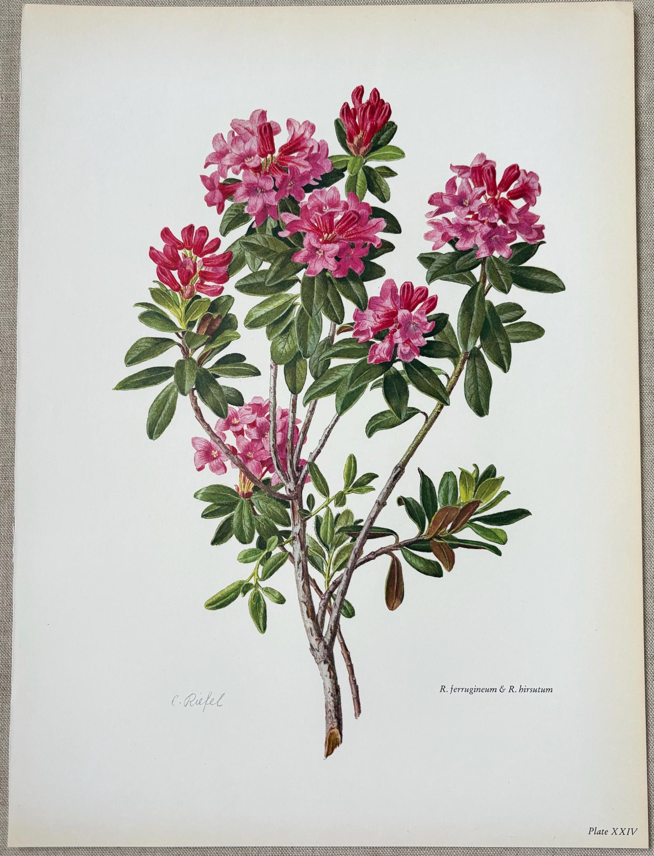 1962 Original Vintage Large Rhododendron Print - Ferrugineum & Hirsutum -  16 X 11.5 Inches - Etsy