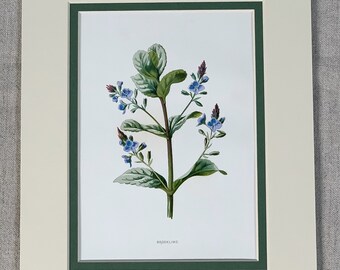 Circa 1900 Original Vintage Botanical Pansies Flower Lithograph Print Mounted /& Matted In A Choice Of Colours 10 x 8 Or 8 x 6