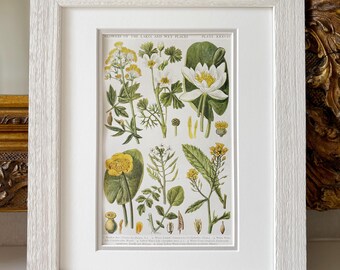 Impresión botánica vintage de flores silvestres británicas enmarcada - 35,5 x 30,5 cm - Marco de madera flotante lavado en blanco roto