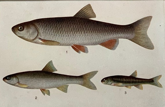 1925 Original Antique Natural History Chromolithograph Print Chub, Minnow,  Dace Fish Mounted & Matted in A Choice of Colours Ready to Frame 