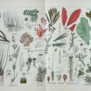1887年オリジナルアンティーク植物彫刻 - 16 x 12インチ