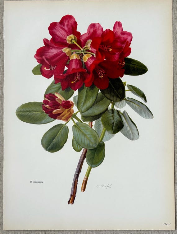1958 Original Vintage Large Rhododendron Print - Thomsonii - Available  Mounted & Matted 16 X 12 Inches - Etsy Israel